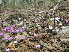 Цикламен косский 003